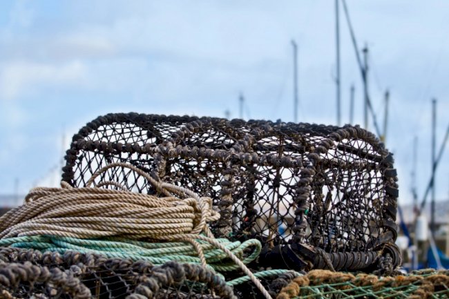 İçinde birden fazla yengeç varsa sepetin ağzını kapatmaya gerek yoktur.