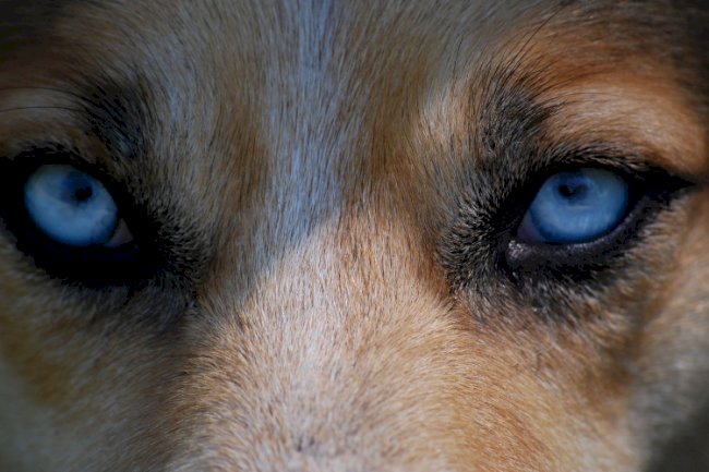 Kurdun pervasızlığı kuzunun karşı koyamayacağını bilmesindendir. 